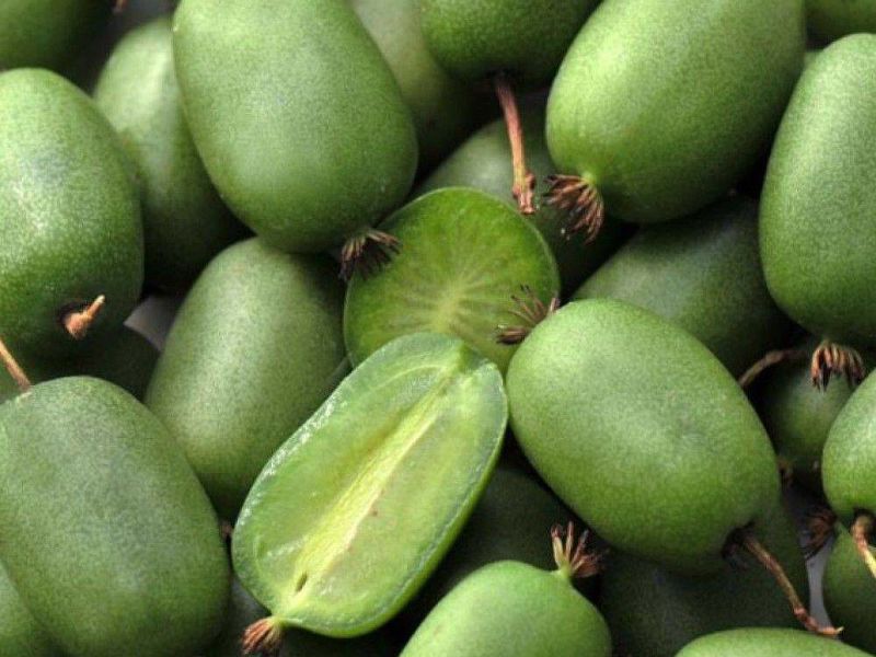 Актинидия купить саженцы из питомнике в Ставрополе