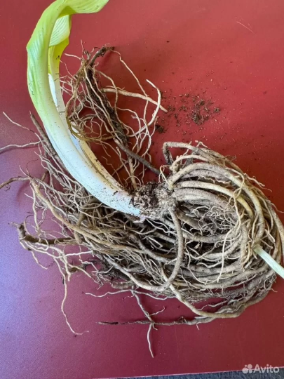 Хоста "БЛЮ АЙВОРИ"