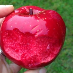 Яблоня "РЭД ПЭШН"
